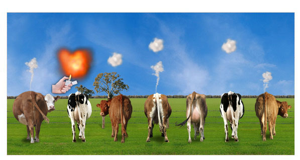 A Cow Farting